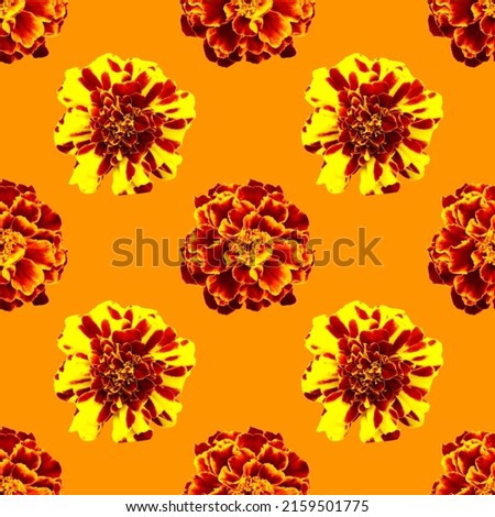 Marigolds isolated seamless pattern. Tagetes isoalated on a white background. Flowers seamless pattern.