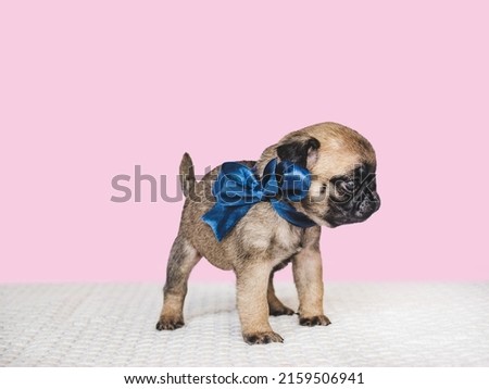 Lovable, pretty puppy and bright ribbon. Close-up, indoors, studio photo. Day light. Concept of care, education, obedience training and raising pets