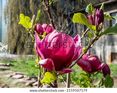 Magnolia 'Genie' with deep red, almost black bud that open into medium-sized, cup shaped, lotus-like burgundy red flowers flowering in early spring