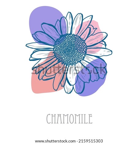 Decorative hand drawn chamomile, daisy flower, design element. Can be used for cards, invitations, banners, posters, print design. Floral background