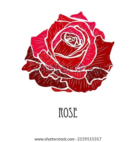Decorative hand drawn rose flower, design element. Can be used for cards, invitations, banners, posters, print design. Floral background
