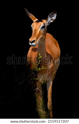 The impala (Aepyceros melampus) is a medium-sized African antelope. The name "impala" comes from the Zulu language.