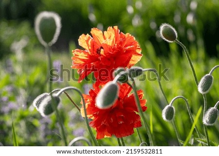beautiful large blooming red poppy flower lit by the sun on a blurred background, top view