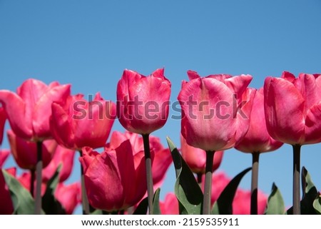Julianadorp, Netherlands, May 2022. Blooming pink tulips against a background of blue sky. High quality photo