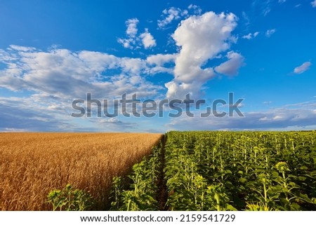 Yellow gold wheat and sunflower fields under blue sky in Ukraine, agriculture is peace.