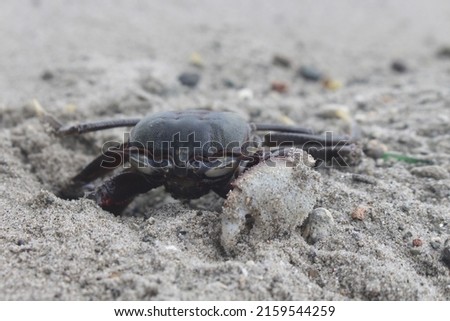 a sea crab that comes out of its nest