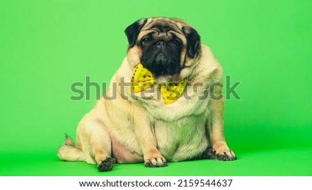 Beige fat pug with yellow bow tie on green background. Cute dog with obese posing in studio Royalty-Free Stock Photo #2159544637