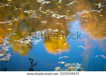 Reflection of autumn yellow trees in the water, a beautiful surface of the water, dry fallen leaves on the water, a lake in a nature reserve, tourism, wallpaper and background for a smartphone.
