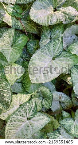 a potrait picture of beautiful taro leaves, perfect mix of green and white