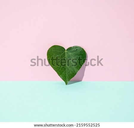 Green heart-shaped leaf leaning on pink wall with hard shadow. Minimal concept.
