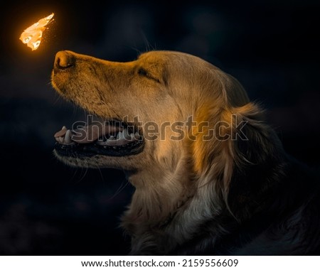 A magical glowing butterfly flies near the dog's nose. Night dark fantastic photo. Fantasy wallpaper theme. Night portrait of a golden retriever.