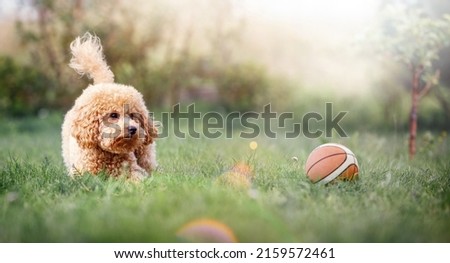 A very small beige poodle plays with a small rubber basketball ball on a sunny summer day. Horizontal, wide, blurred background with a sun rays and space for text. Picture can be used as a gift card.