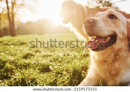 Two happy Golden Retriever dogs have a walk in the park. Beautiful sunshine.