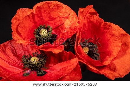 Close up of three red poppy flowers against black background, papaver rhoeas