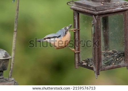 The fascinating  Eurasian nuthatch, Sitta europea, perching on an old railway lantern that has been converted into a bird feeder and eats sunflower seeds. Birds on feeder. DIY

