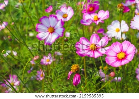 Pink cosmos flowers blooming in garden. Royalty-Free Stock Photo #2159585395