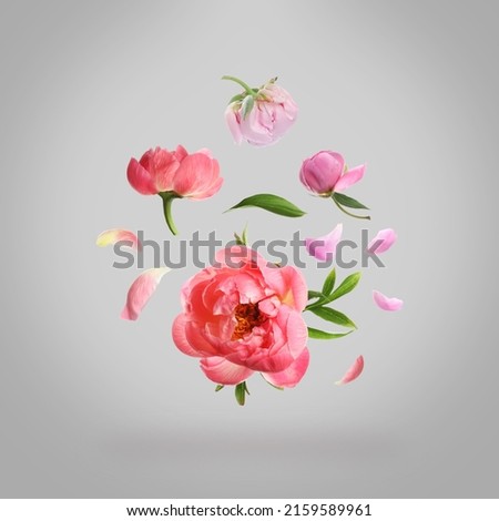 Beautiful peony flowers flying on light grey background Royalty-Free Stock Photo #2159589961