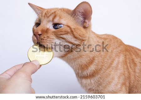 Cat Bites Bitcoin on a gray background close up