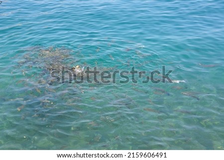 flock of fish swimming and eating in mediterranean sea, close-up