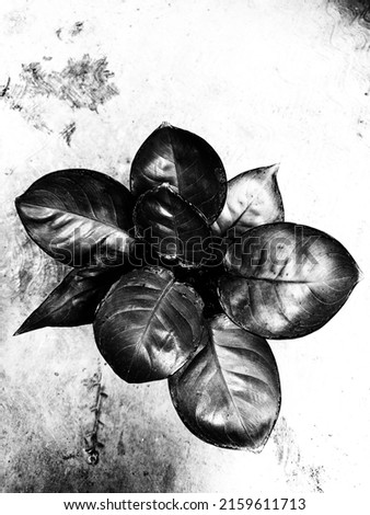 a photo of leaves in black and white