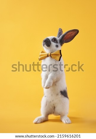 Cute rabbit in a bow on a bright yellow background in a bow. funny animal