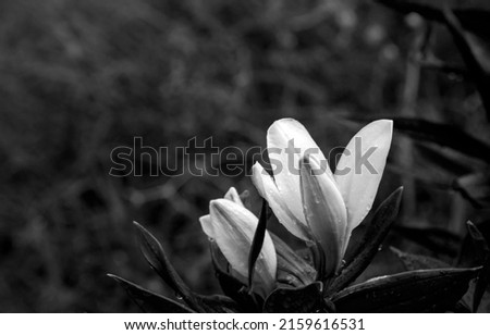 A bright contrasting black and white portrait of an opening lily flower. Defocused background.
