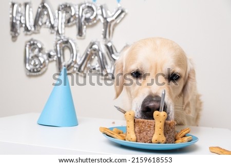 Cute dog eating birthday cake. Golden Retriever with balloons in a blue birthday cap. A pet's birthday party