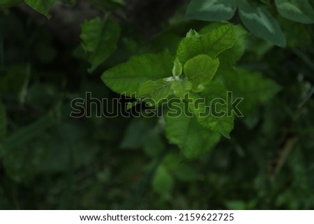 Apple Leaf Picture for background