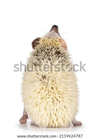 Cute two colored hedgehog, standing  backwards and looking up. Isolated on a white background.
