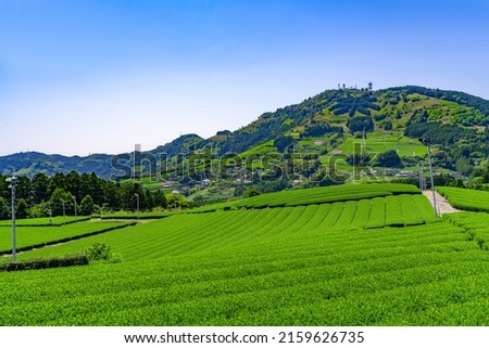 Tea plantations in Higashiyama, Kakegawa City, Shizuoka Prefecture