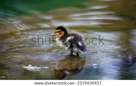 Mallard duckling finding its way around the pond