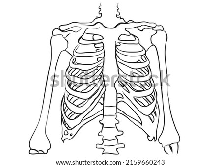 Vector of human Bones, thorax,humerus, ribs, sternum, clavicle , scapula, vertebrates
-In humans and other hominids, the thorax is the chest region of the body between the neck and the abdomen.
