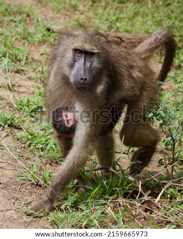 Mother baboon carrying young baby baboon underneath her body while walking and looking for food. Wild carnivorous primate mammals in Africa. Family of baboons searching for food.