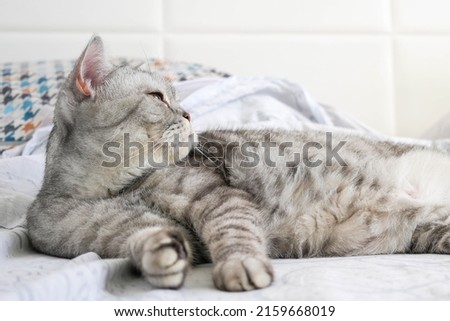 Cute british shorthair cat resting on the bed.