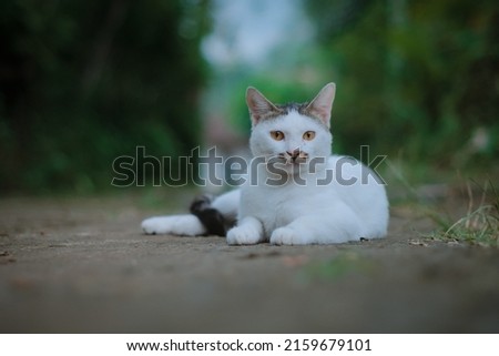 Black and white lazy cat  along stock photo

