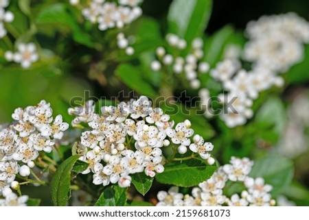 Flowering Firethorn, Pyracantha, in spring Royalty-Free Stock Photo #2159681073