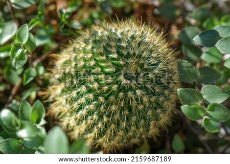 Close-up shot of cactus,See the beauty of the thorns of the cactus. Parodia cacti 