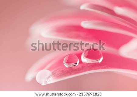 Pink flower petals  with water drop close up. Macro photography of gerbera flower petals with dew.  Royalty-Free Stock Photo #2159691825