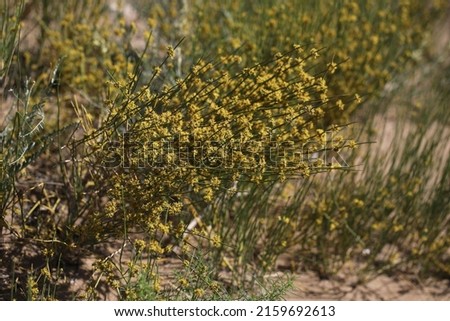 Rare plant Ерhedra przewalskii growing on sand dune Royalty-Free Stock Photo #2159692613