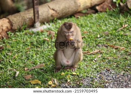 Wild monkeys are lounging and eating on the ground. in Khao Yai National Park, Thailand