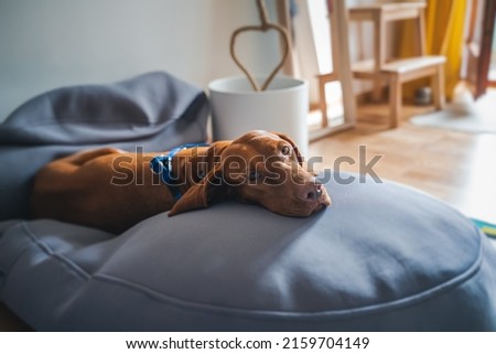Beautiful purebred dog Hungarian Short-haired pointer lying on a couch pear in the house with sad emotion looking at the camera Royalty-Free Stock Photo #2159704149