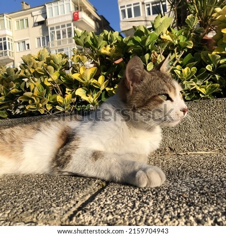 Yalova, Turkey : Low angel and Closeup of cat with green eyes lying on street on a sunny day with bush leaves in the background, selective focus