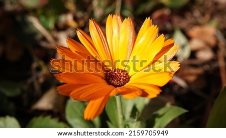 Calendula officinalis flower is a perennial herb belonging to the Asteraceae family.