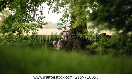 A sheep pictured in a green field full of grass with trees. Sheep, lamb, farm animal, wild life scene.