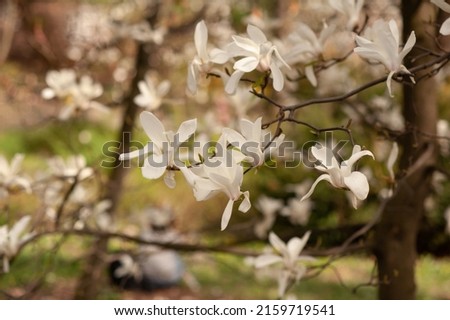 A branch with flowers of magnolias. Colorful background.