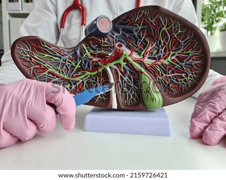 Operations on liver and gallbladder and hepatobiliary zone. Surgeon is holding scalpel and liver with gallbladder in simulating surgical operation Royalty-Free Stock Photo #2159726421