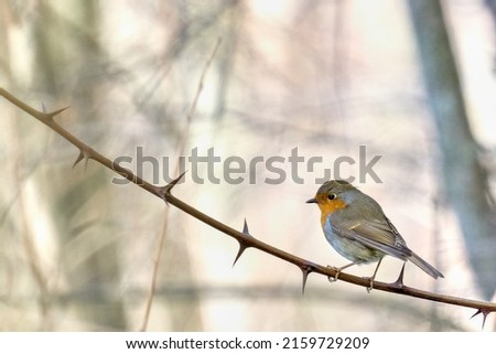 Perched orange robin in the woods                               