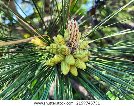 Pine. Small young cones. Pine pollen.