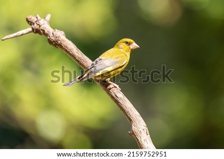 A beautiful bird, on a perched branch