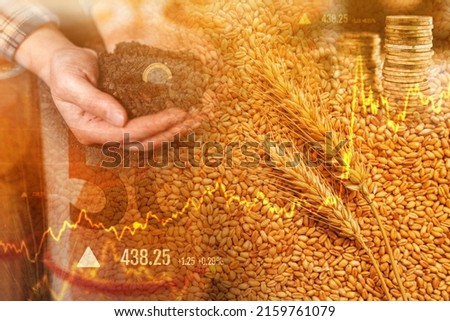 Wheat commodity price increase, conceptual image with cereal crops Royalty-Free Stock Photo #2159761079